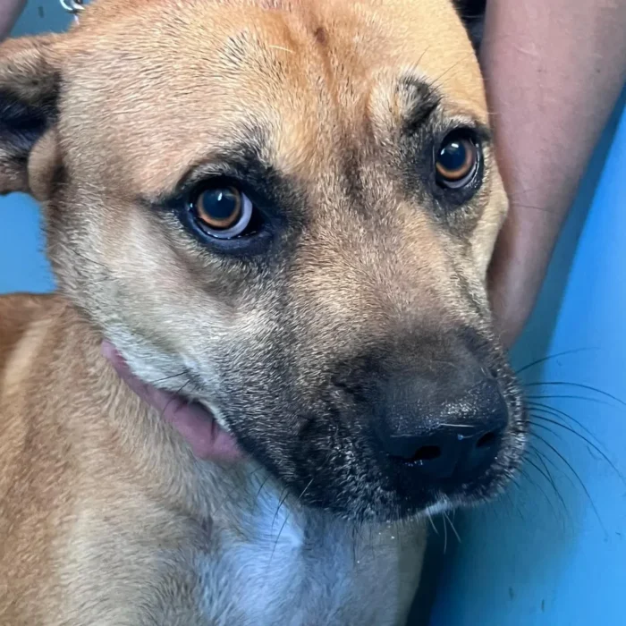 tucker-rescue-dog-1