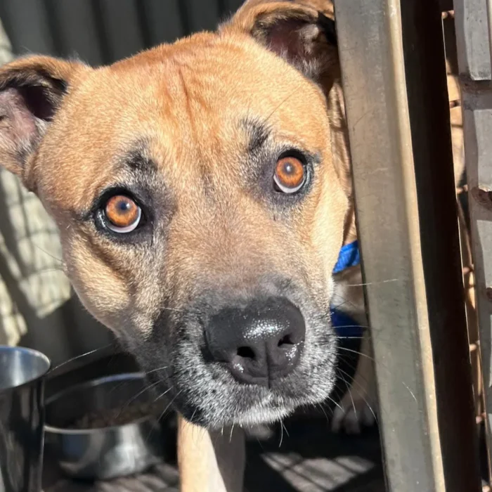 tucker-rescue-dog-3