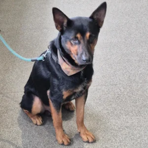 Cujo Rescue Stories