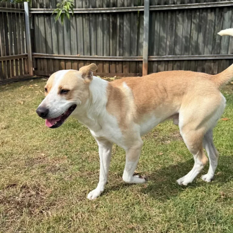 Enzo Rescue Stories