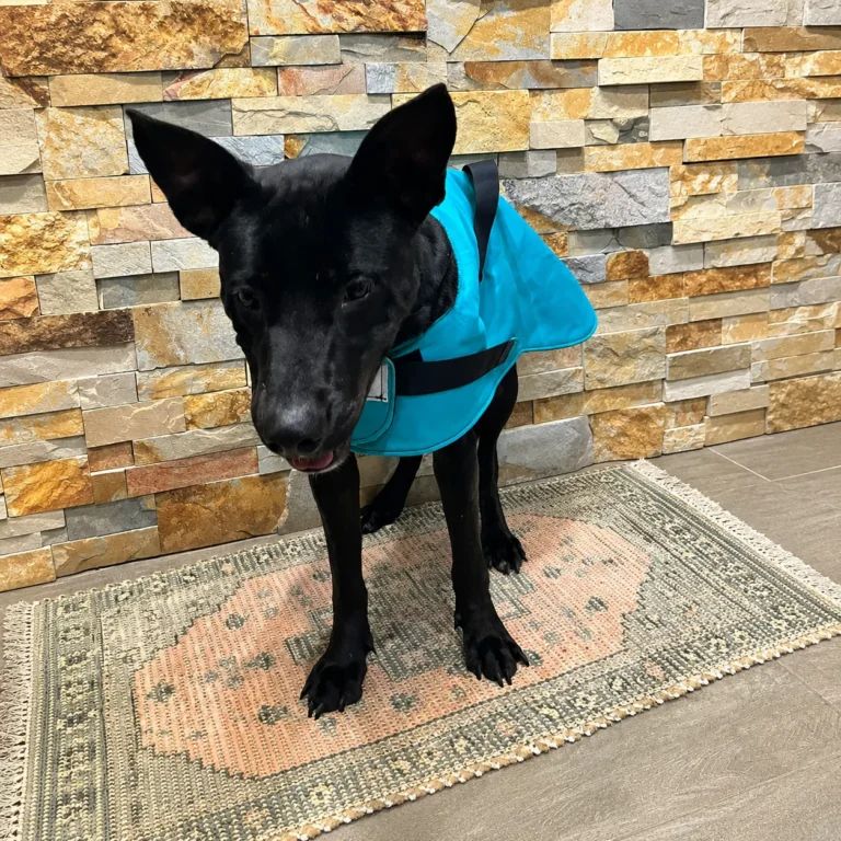 Joey Rescue Stories