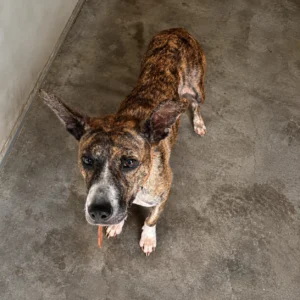 Penny Rescue Stories