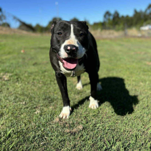 Ruby Rescue Stories