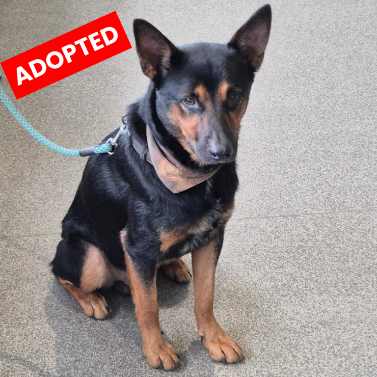 Cujo Adopted