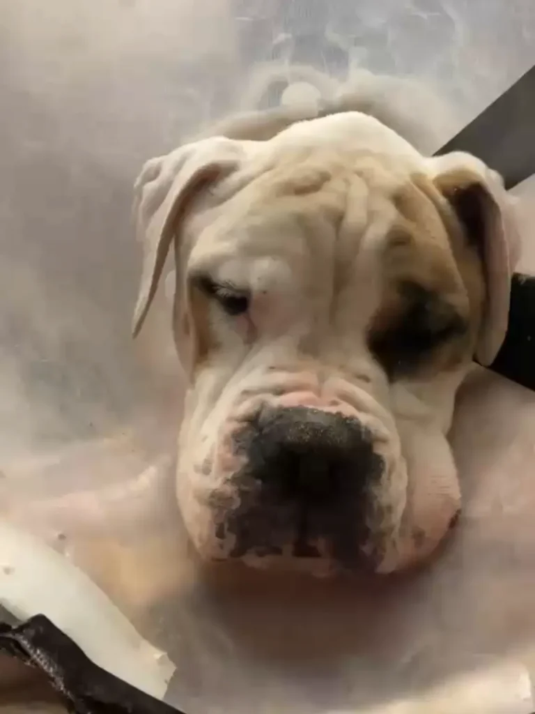 Diesel-after-4