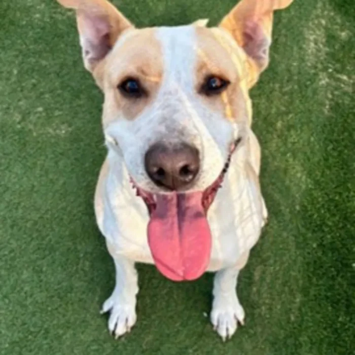 enzo-rescue-dog-2