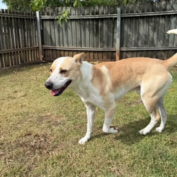 enzo-rescue-dog-3