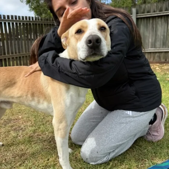 enzo-rescue-dog-4
