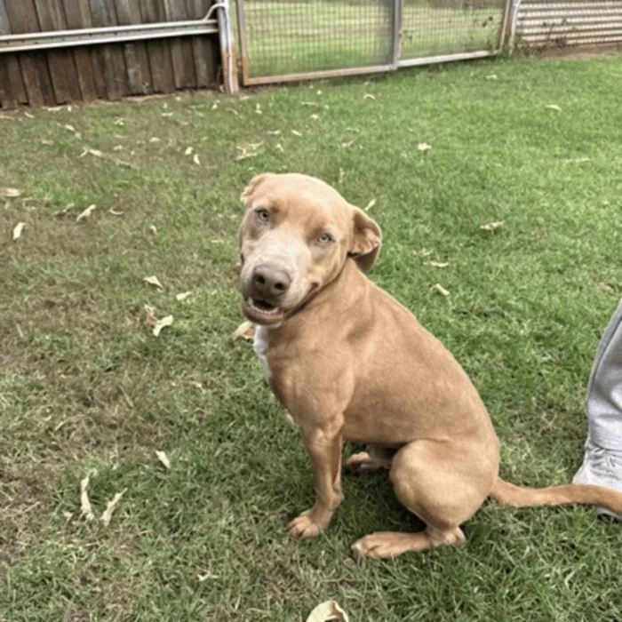 frost-rescue-dog-2