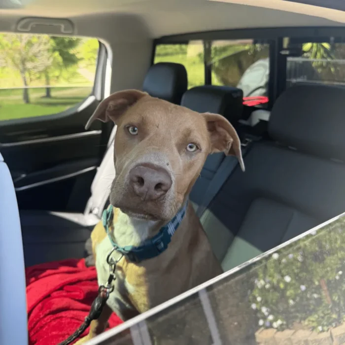 frost-rescue-dog-4