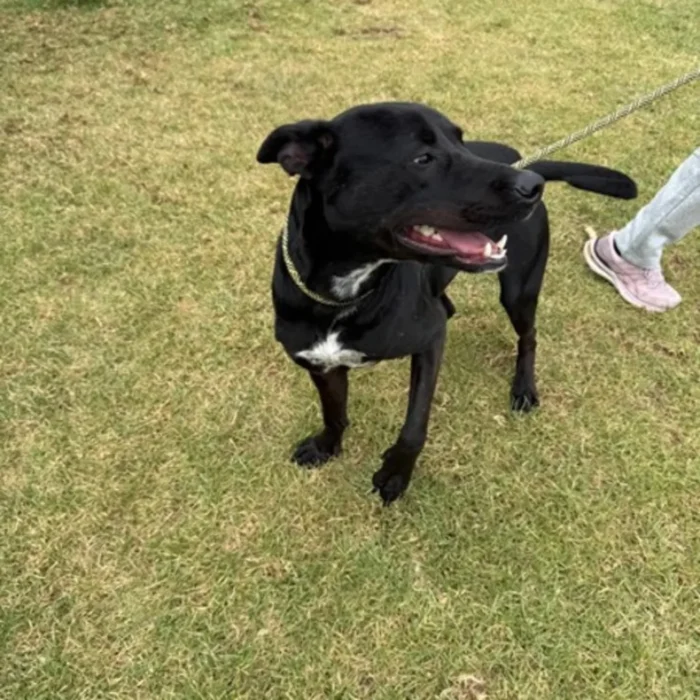 joey-rescue-dog-1