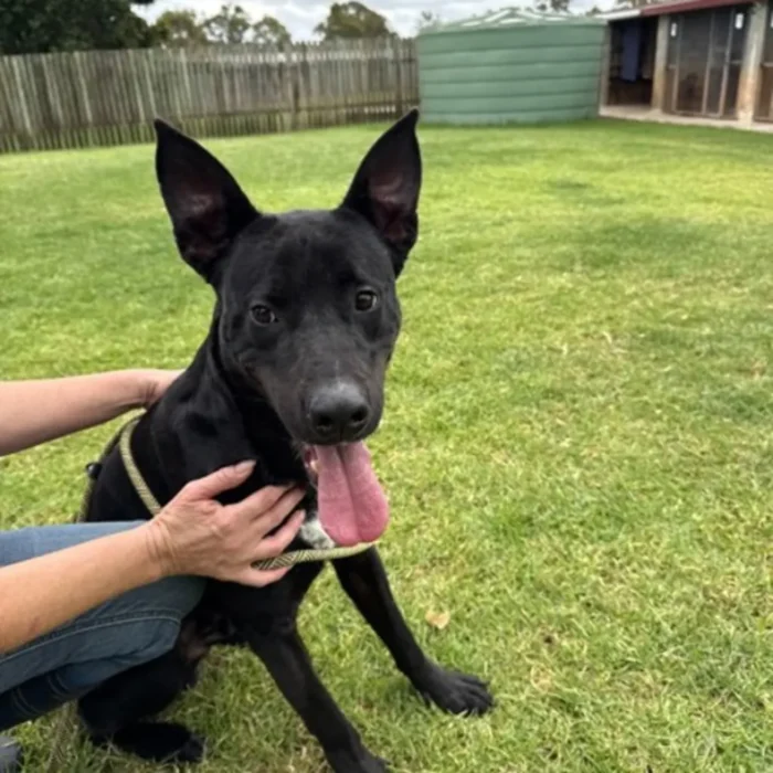 joey-rescue-dog-2