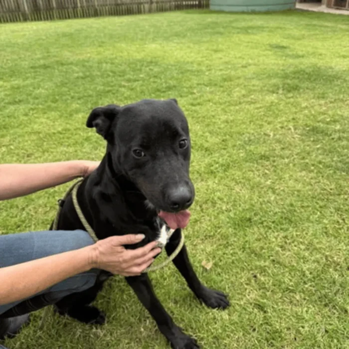 joey-rescue-dog-3