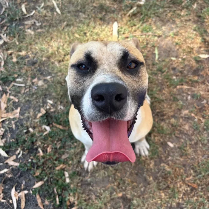rex-rescue-dog-1
