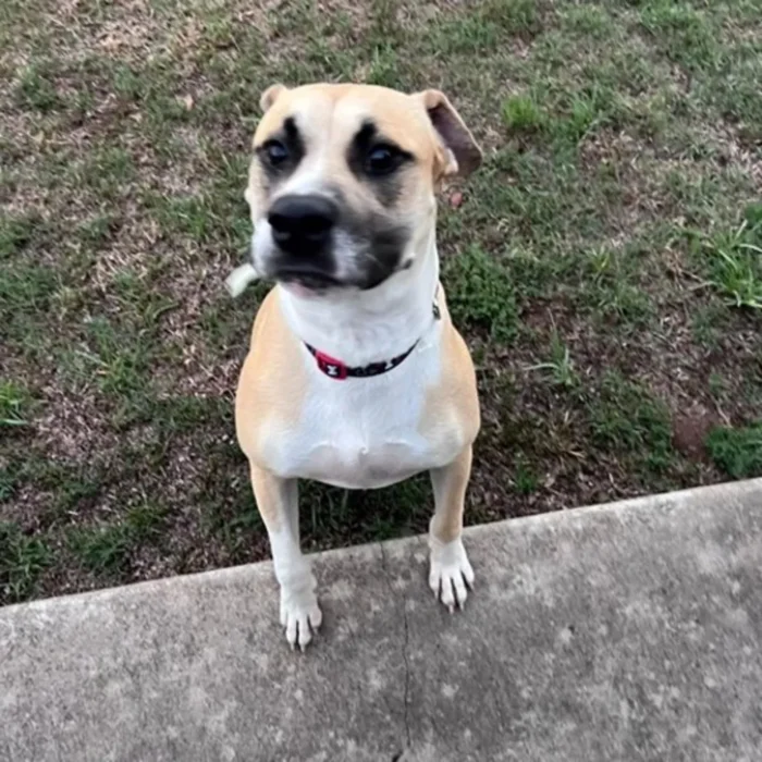 rex-rescue-dog-3