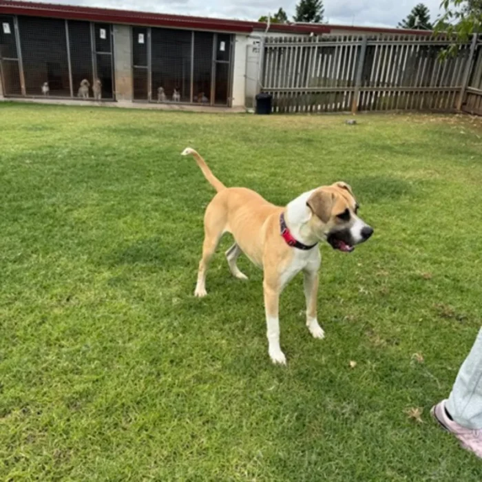 rex-rescue-dog-4