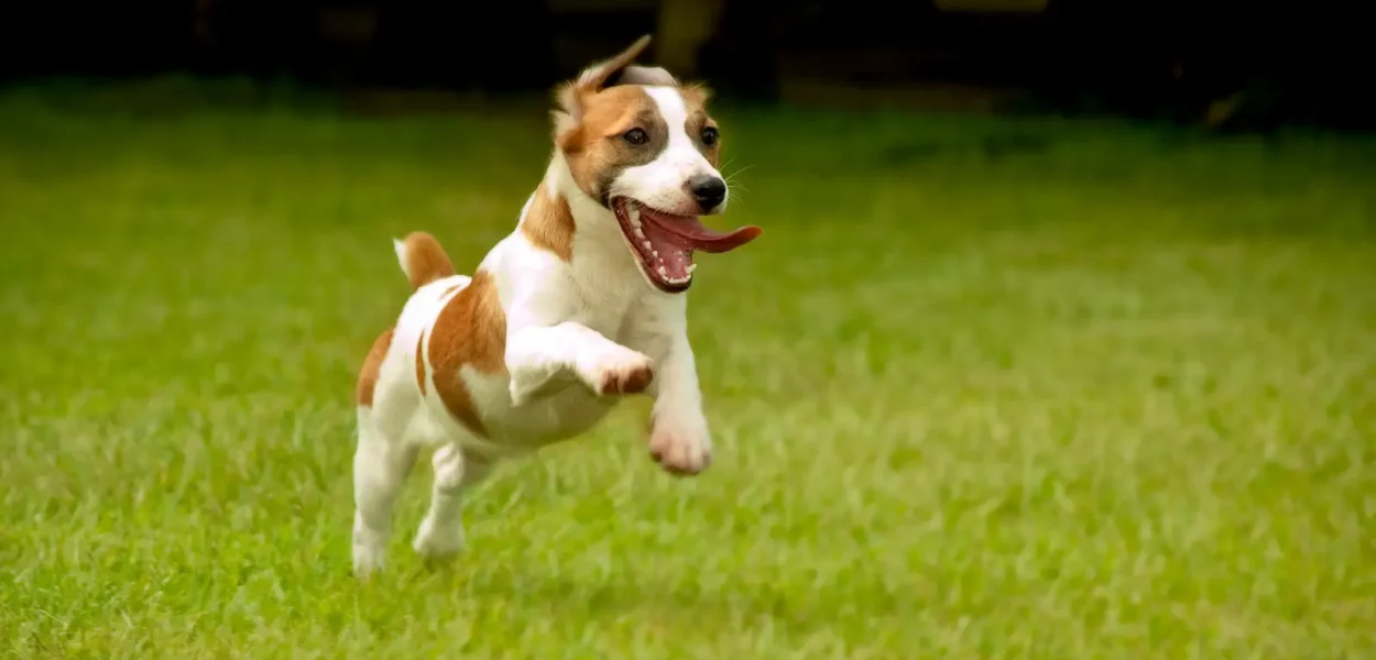 Sponsor a Dog